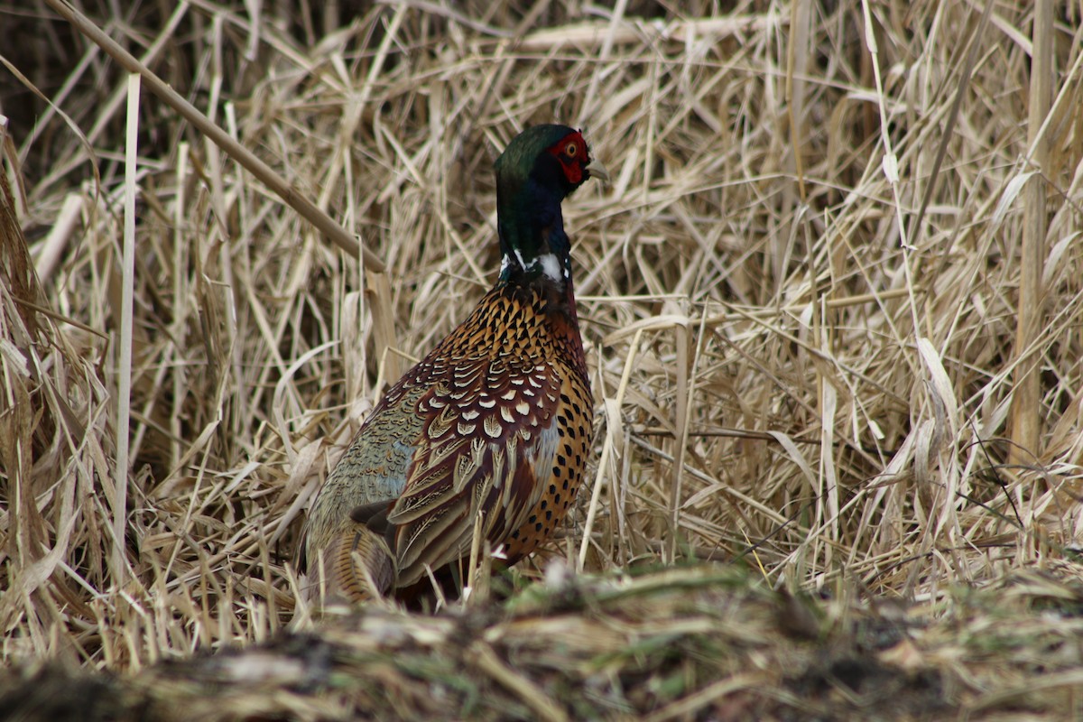 Ring-necked Pheasant - ML540901391