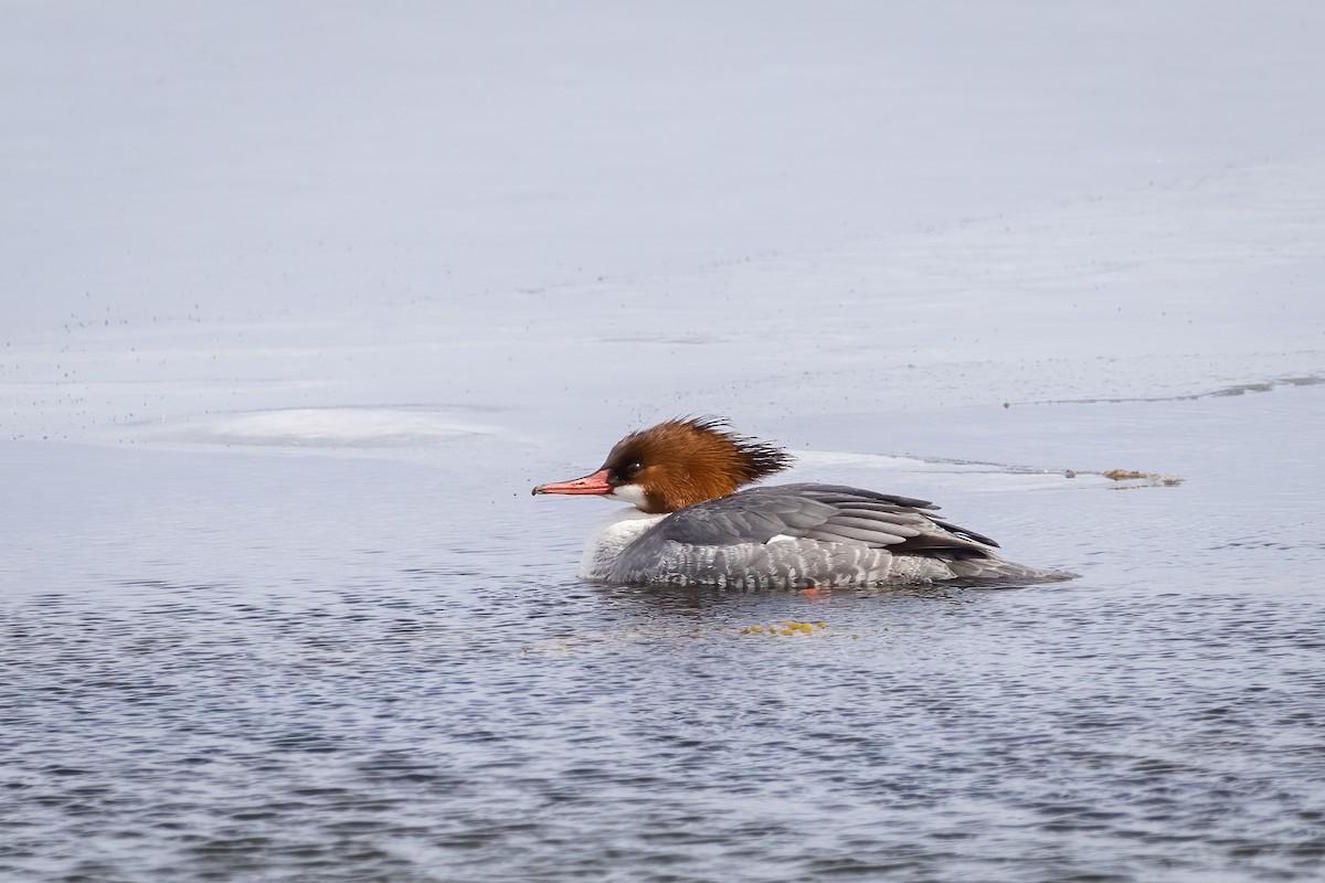 Common Merganser - ML540901451