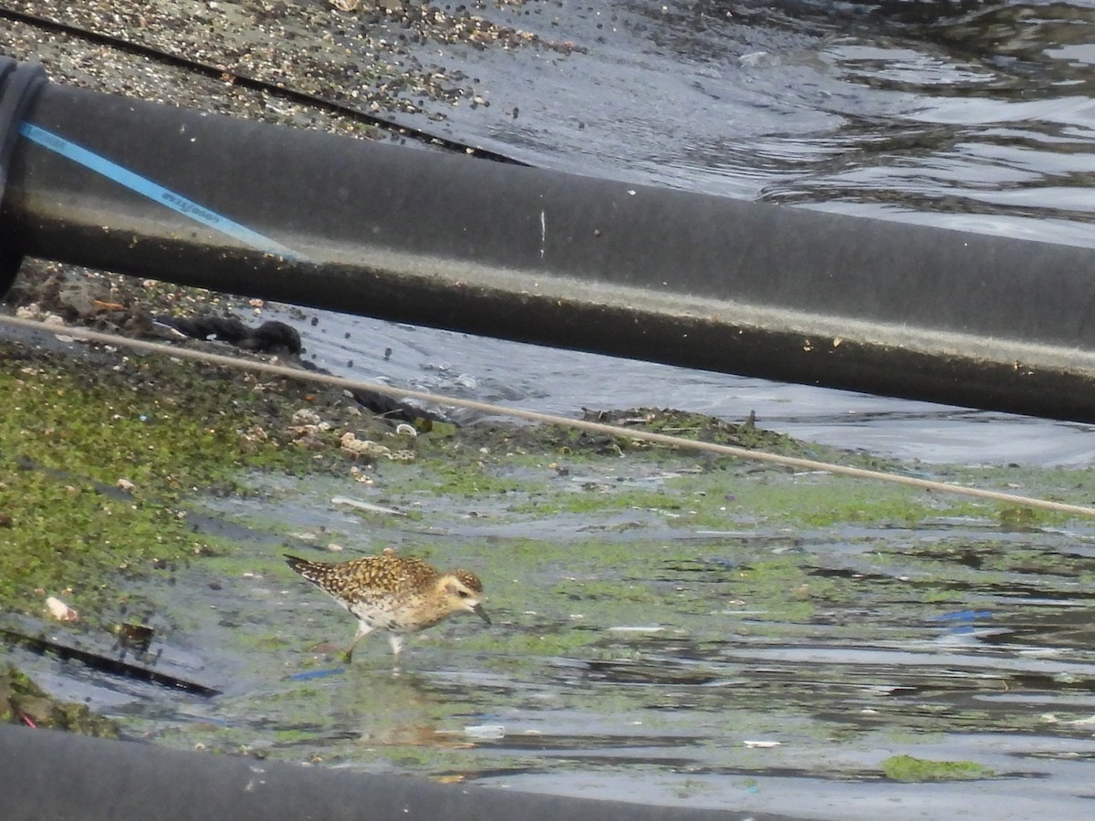 Pacific Golden-Plover - ML540901641