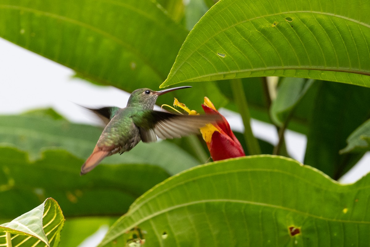 Rufous-tailed Hummingbird - ML540902521