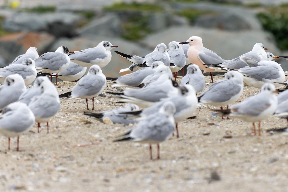 Slender-billed Gull - ML540902661