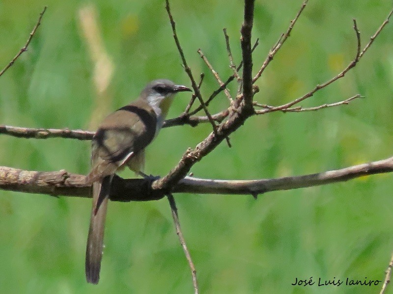 Dark-billed Cuckoo - ML540902671