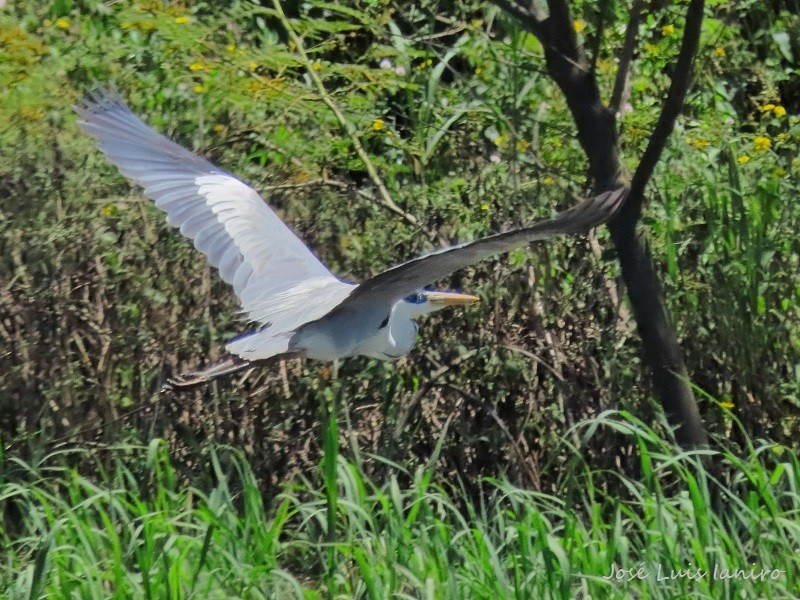 Cocoi Heron - José Luis Ianiro