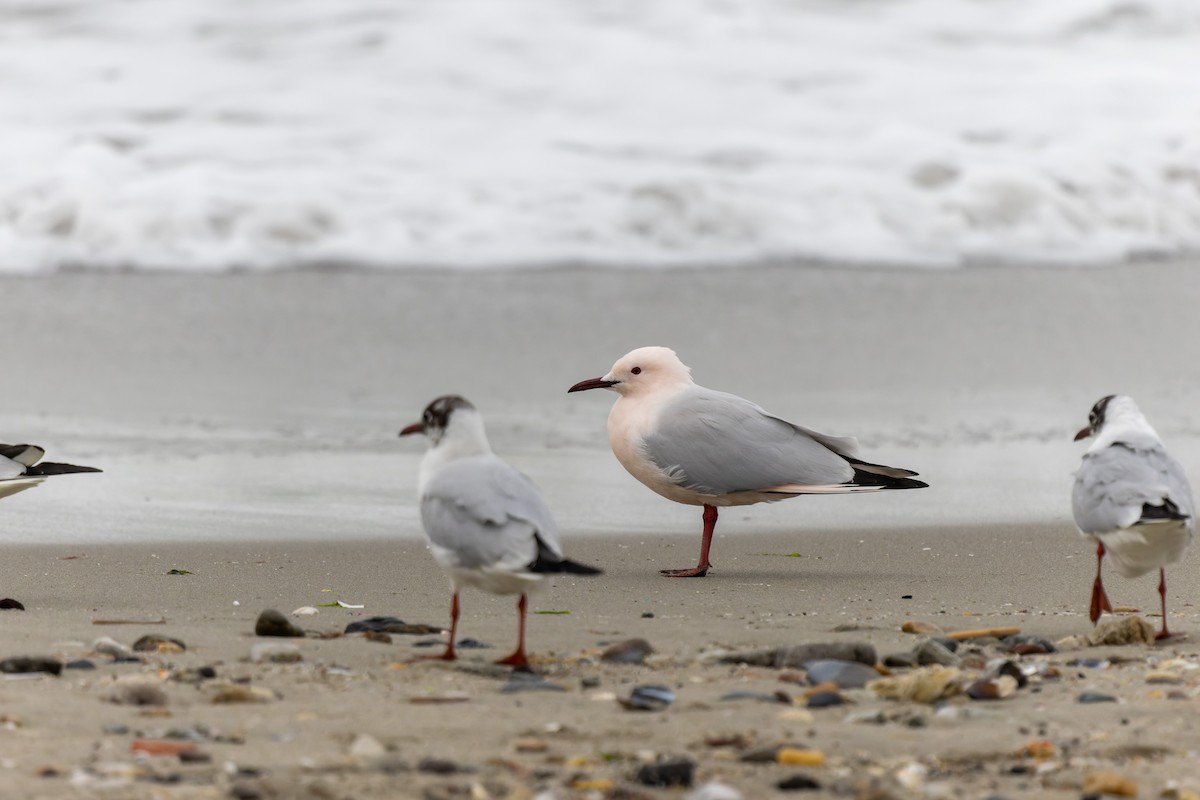 Slender-billed Gull - ML540903161