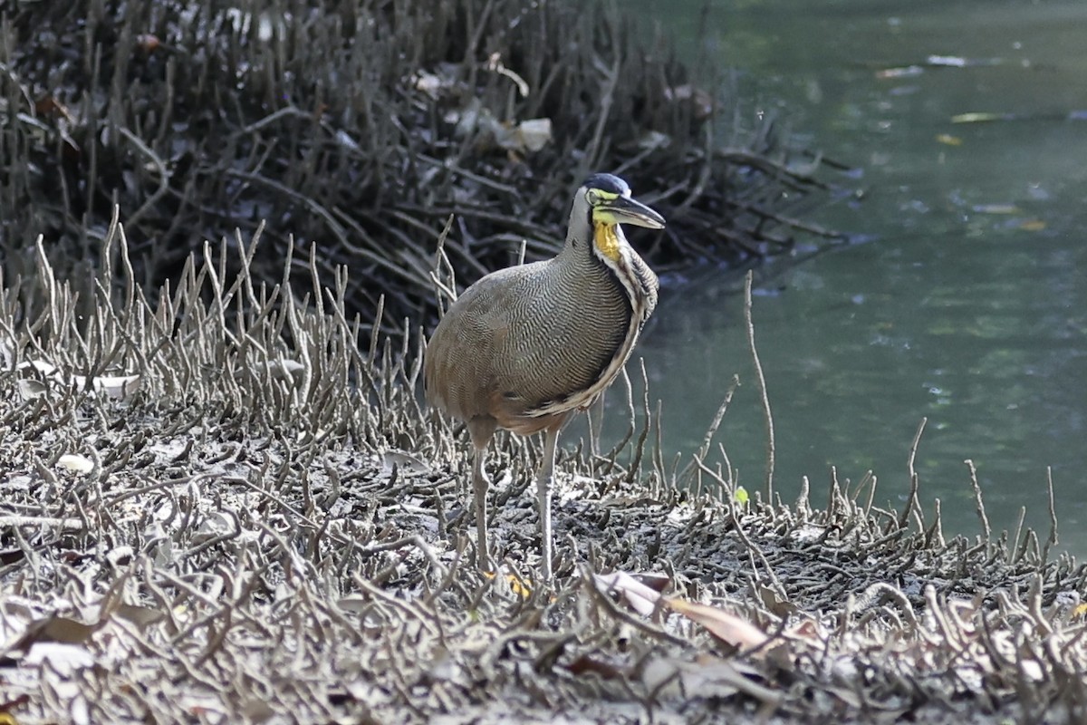 Bare-throated Tiger-Heron - Michelle Payne