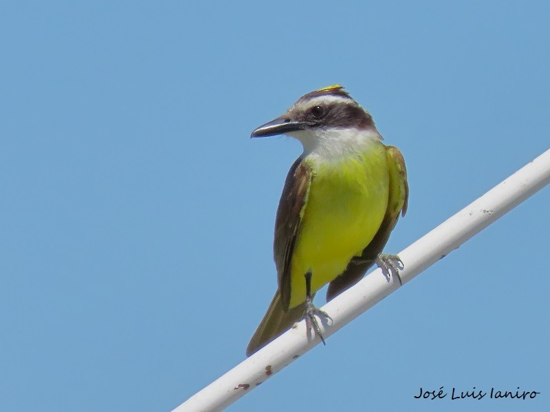 Great Kiskadee - ML540903351