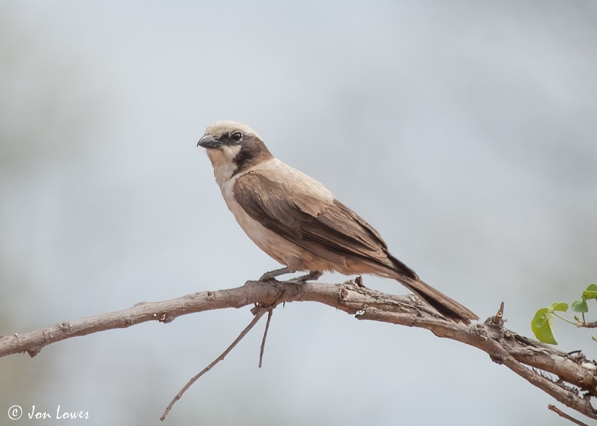 White-crowned Shrike - Jon Lowes