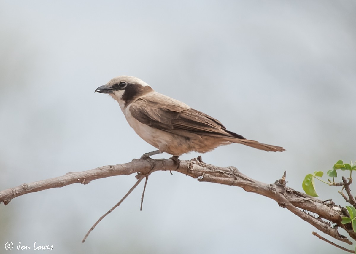 White-crowned Shrike - ML540903521