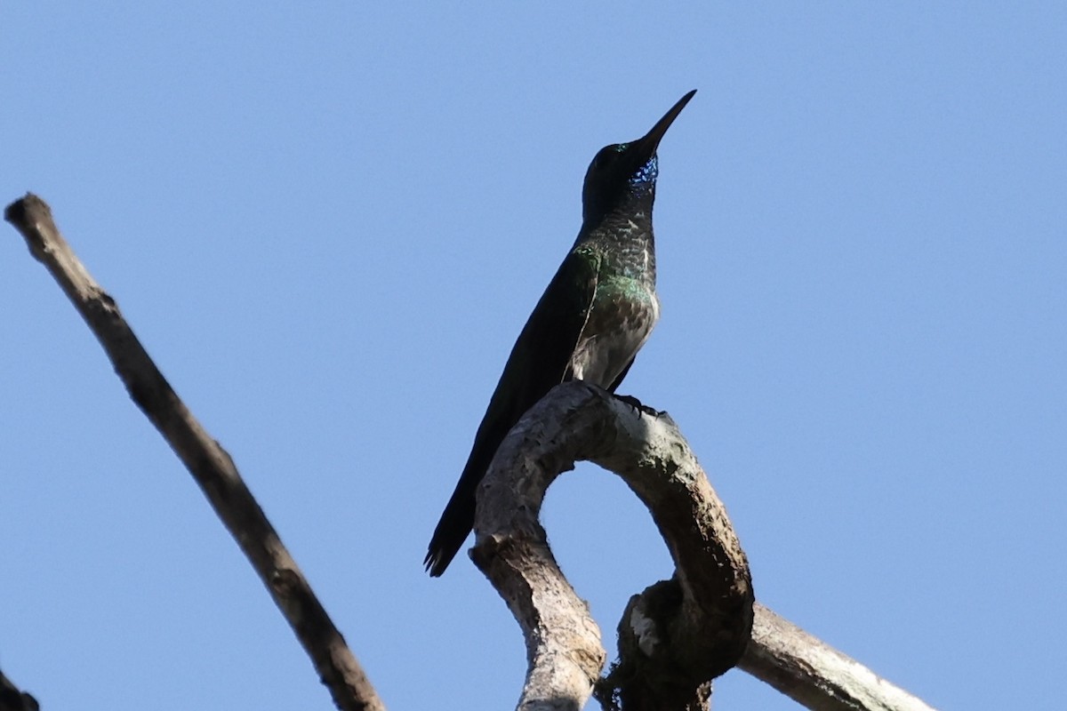 Mangrove Hummingbird - Michelle Payne