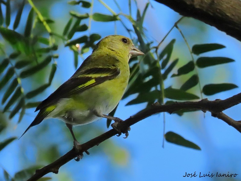 Hooded Siskin - José Luis Ianiro