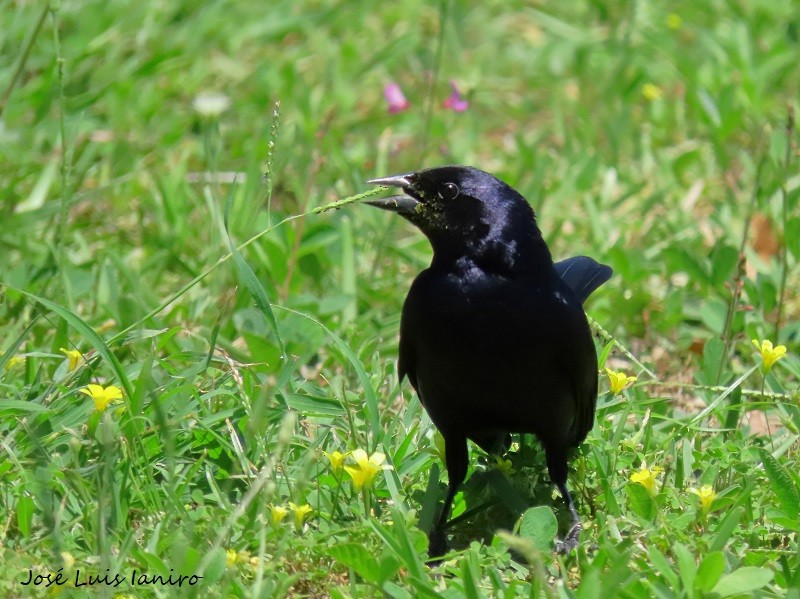 Shiny Cowbird - José Luis Ianiro