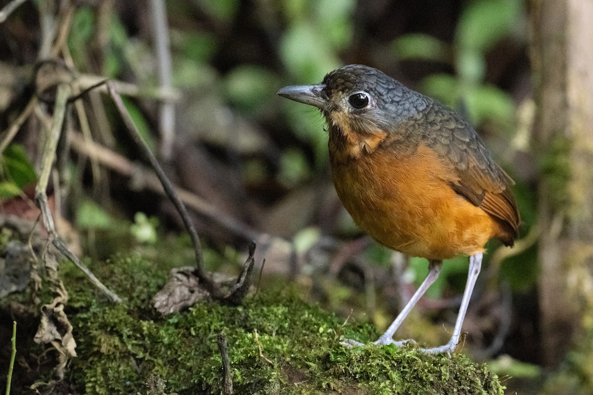 Scaled Antpitta - ML540904131