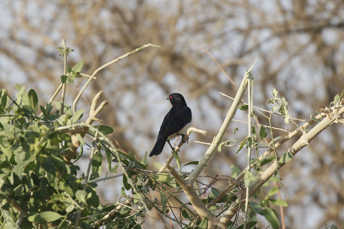 Magpie Starling - ML540904801