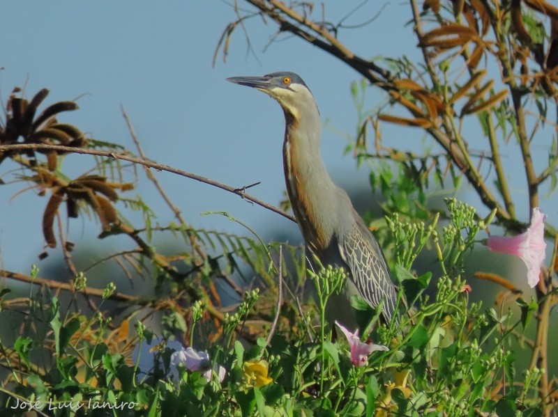 Striated Heron - ML540905111