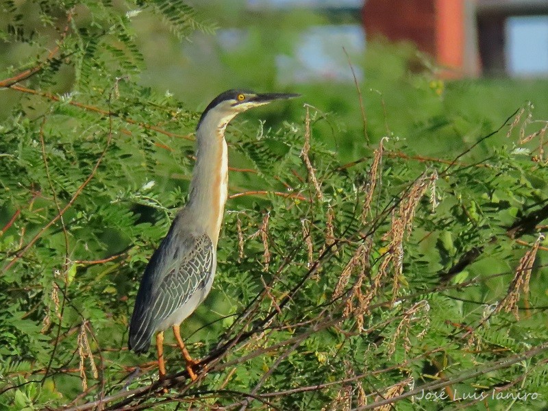 Striated Heron - ML540905121