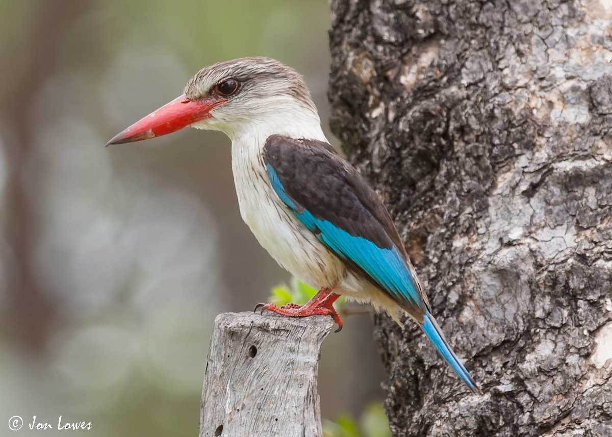 Brown-hooded Kingfisher - ML540906251