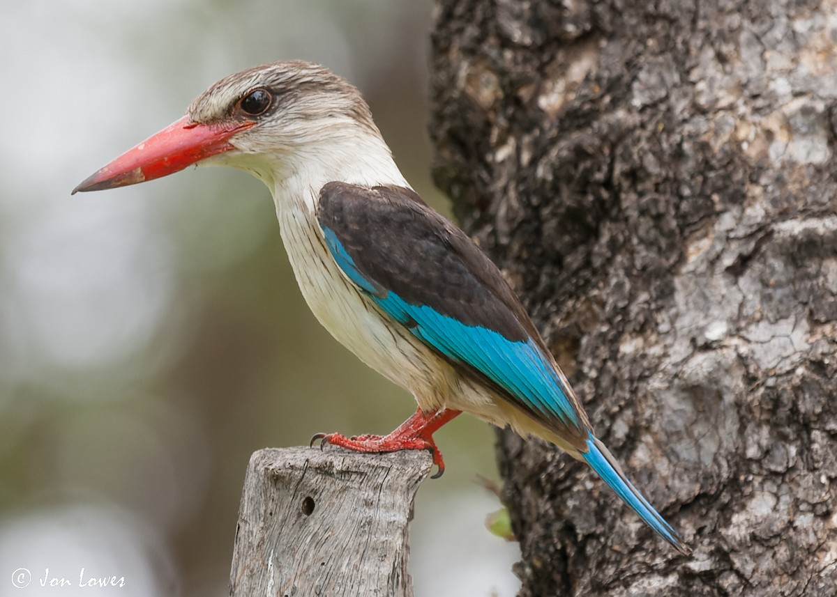 Brown-hooded Kingfisher - ML540906271