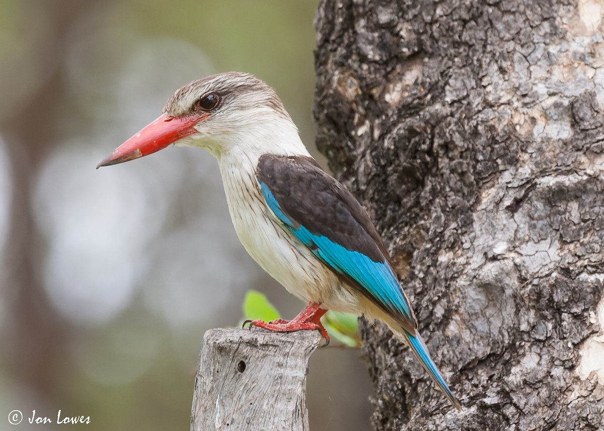 Brown-hooded Kingfisher - ML540906281