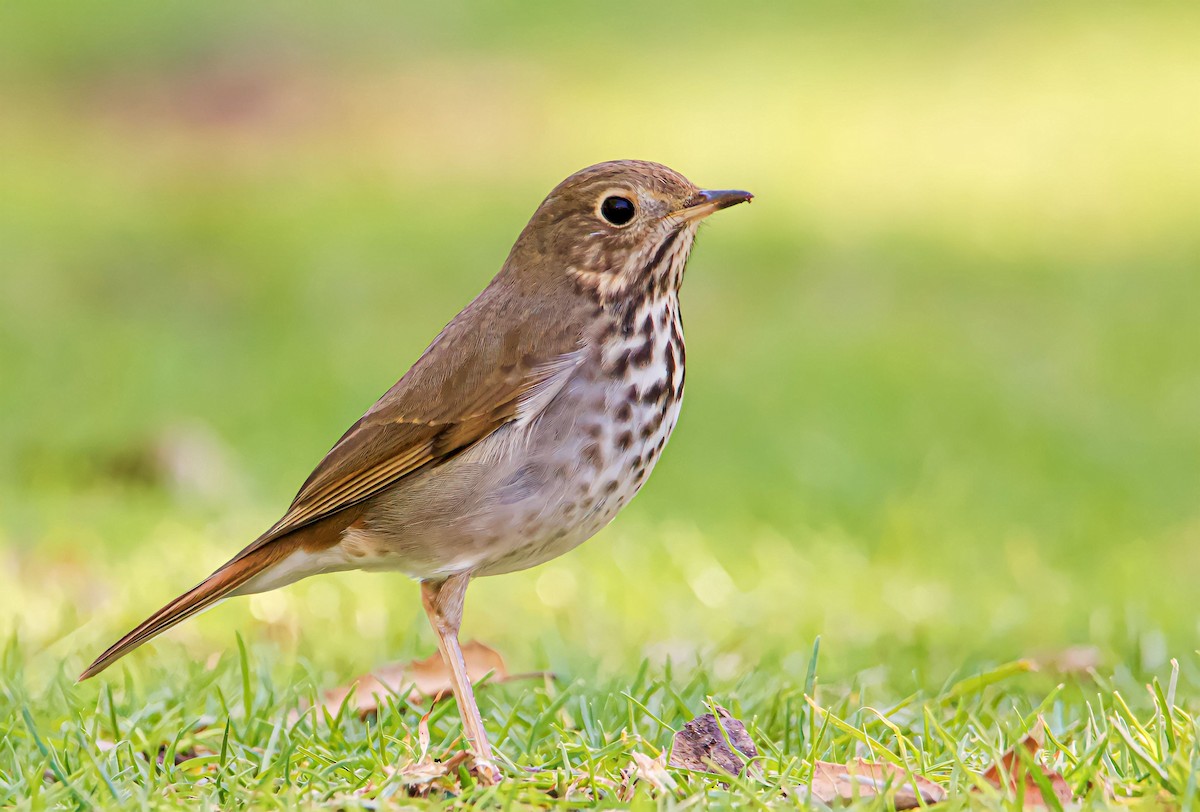 Hermit Thrush - ML540906691