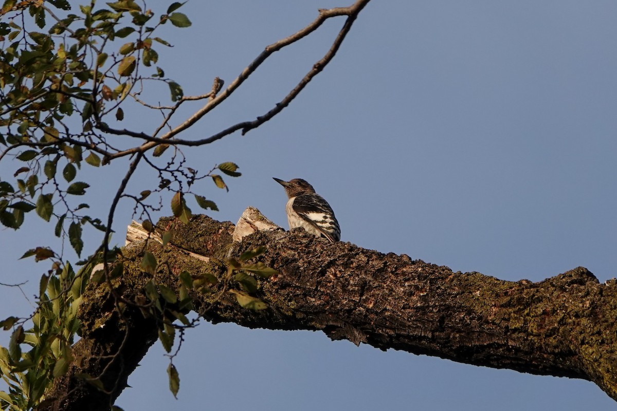 Red-headed Woodpecker - ML540907281