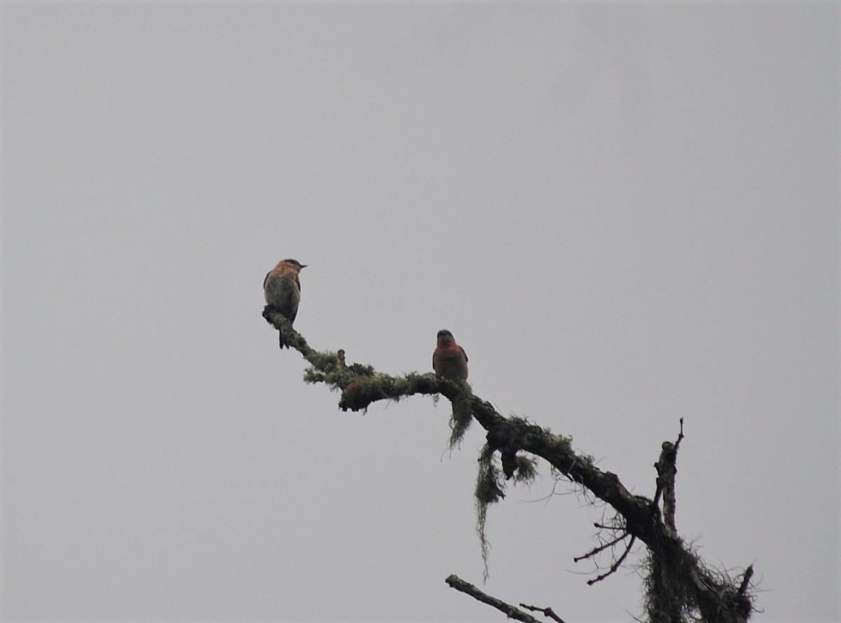 Eastern Bluebird - ML540907871