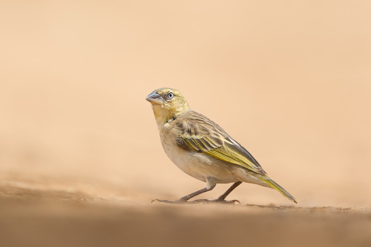 Black-headed Weaver - ML540908061