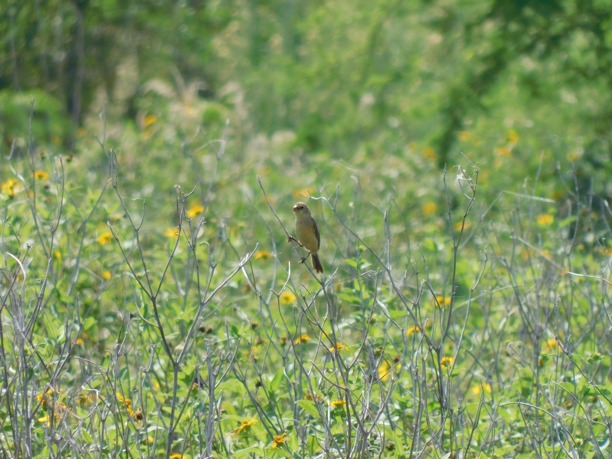 Tawny-bellied Seedeater - ML540908181