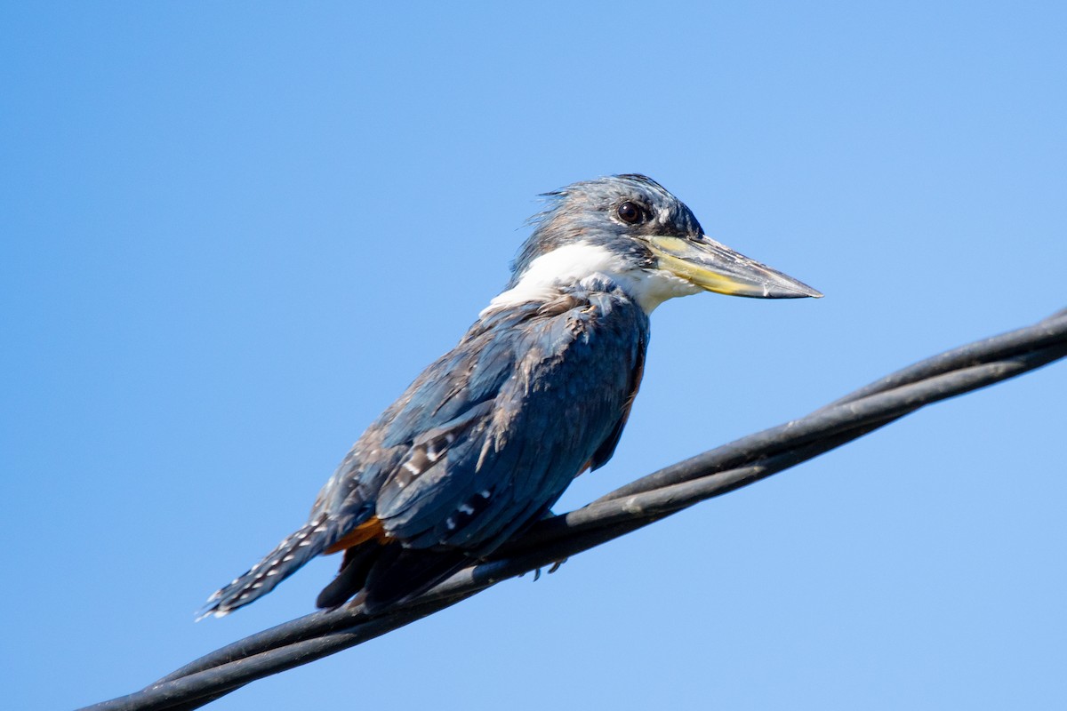 Ringed Kingfisher - ML540908821