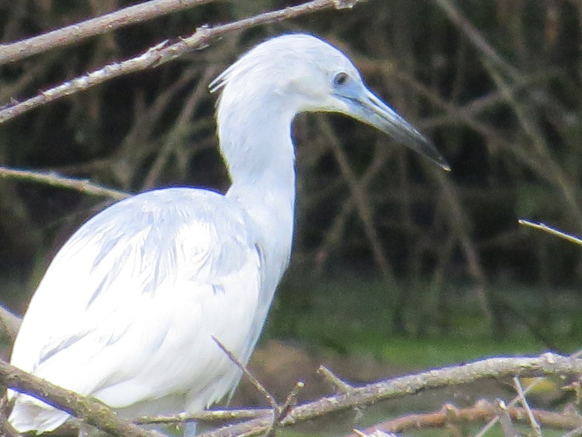 Little Blue Heron - Glenn Ousset