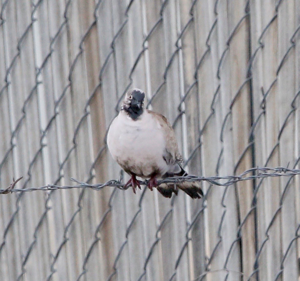 Eurasian Collared-Dove - ML540909291