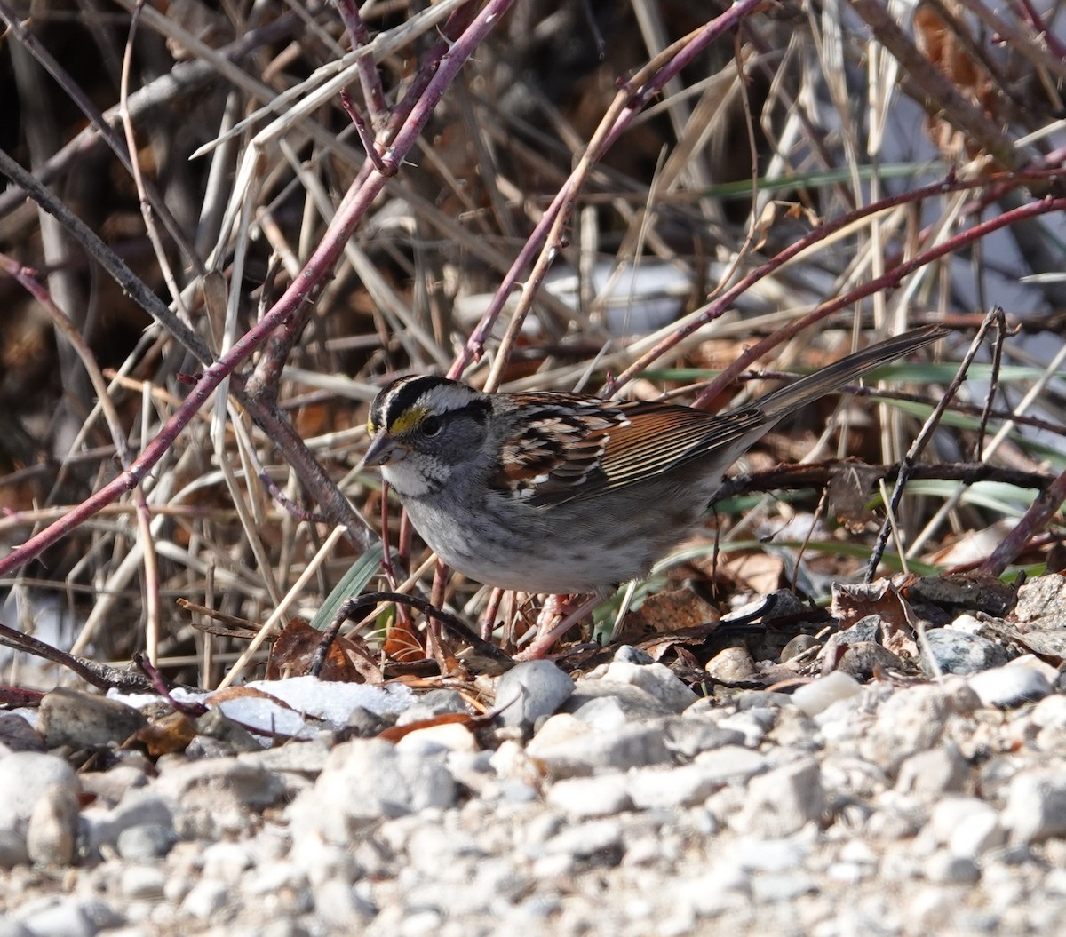 White-throated Sparrow - ML540910961