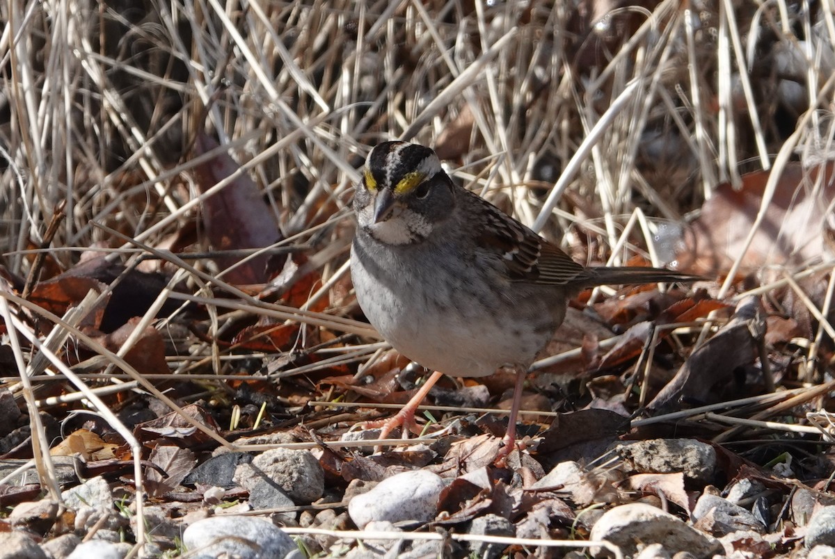 White-throated Sparrow - ML540911001