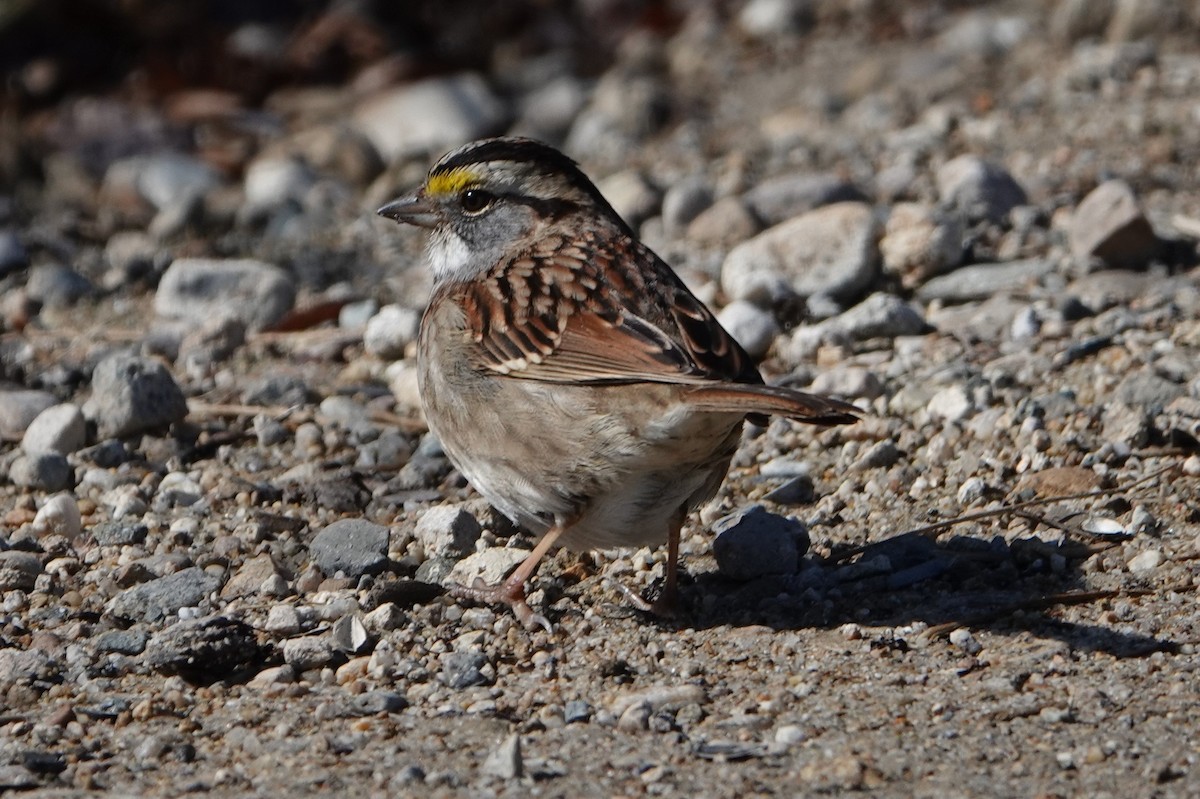 White-throated Sparrow - ML540911021