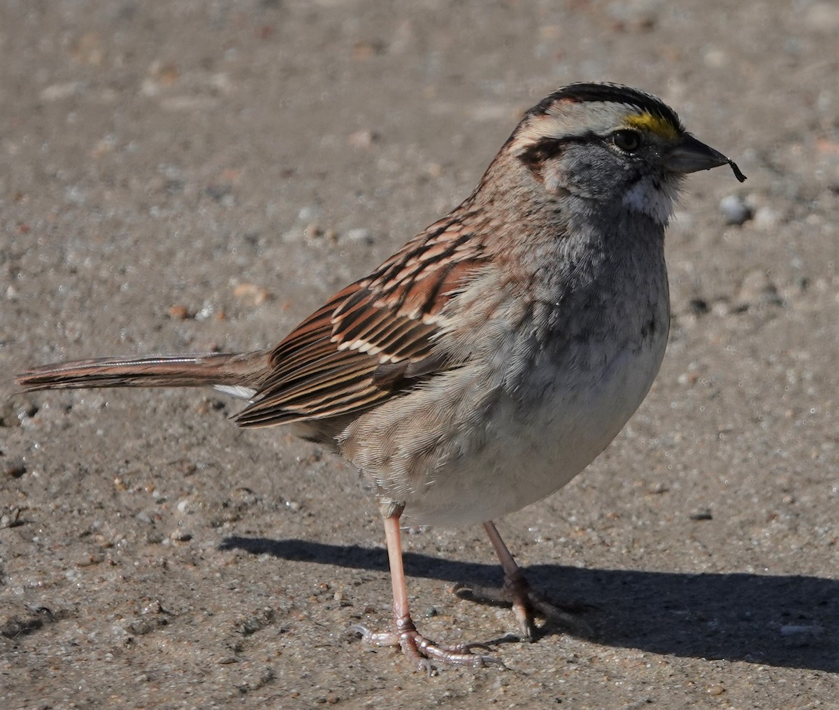 White-throated Sparrow - ML540911481