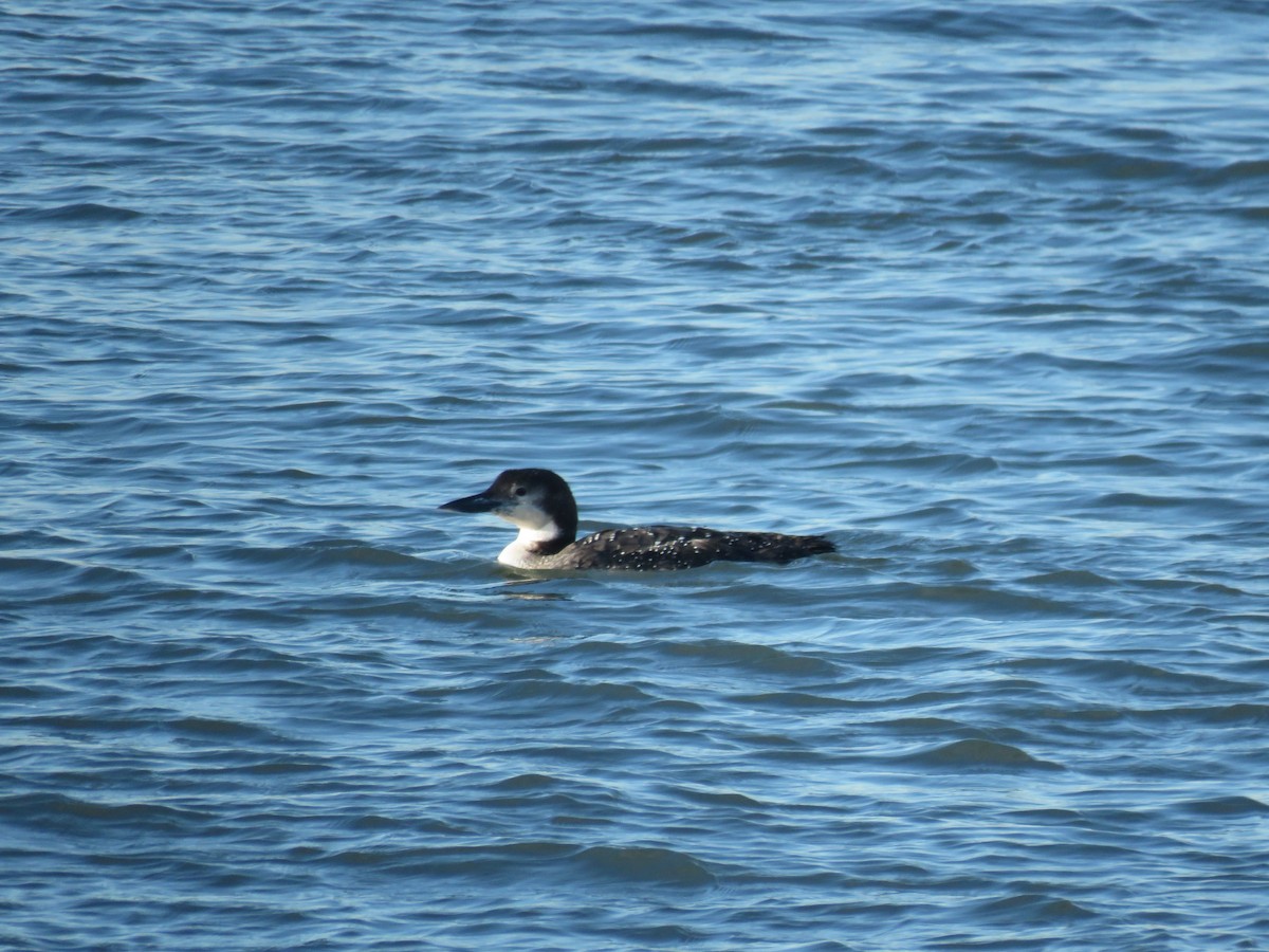 Common Loon - ML540912091