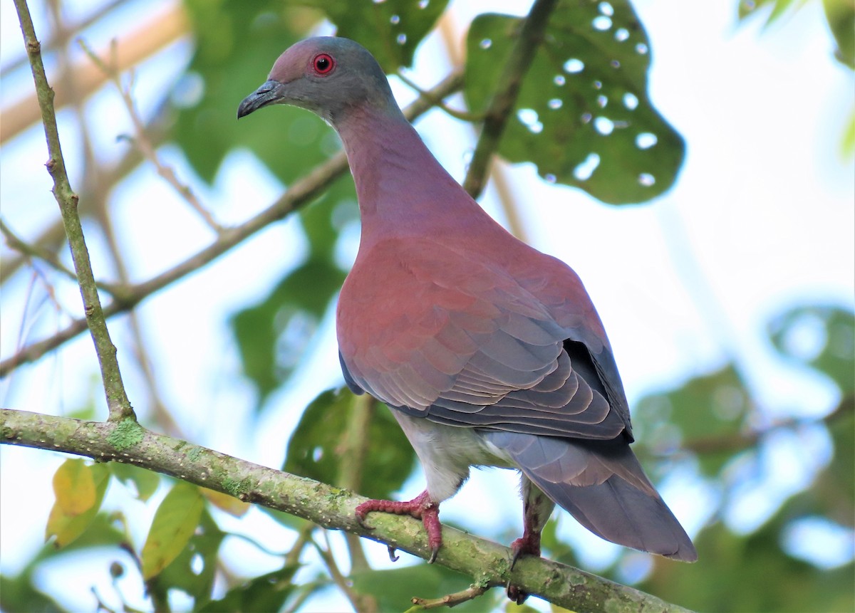 Pale-vented Pigeon - ML540912381