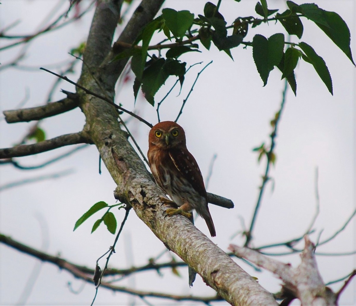 Ferruginous Pygmy-Owl - oswaldo saballos