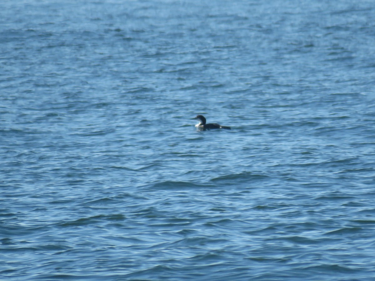 Common Loon - ML540915471