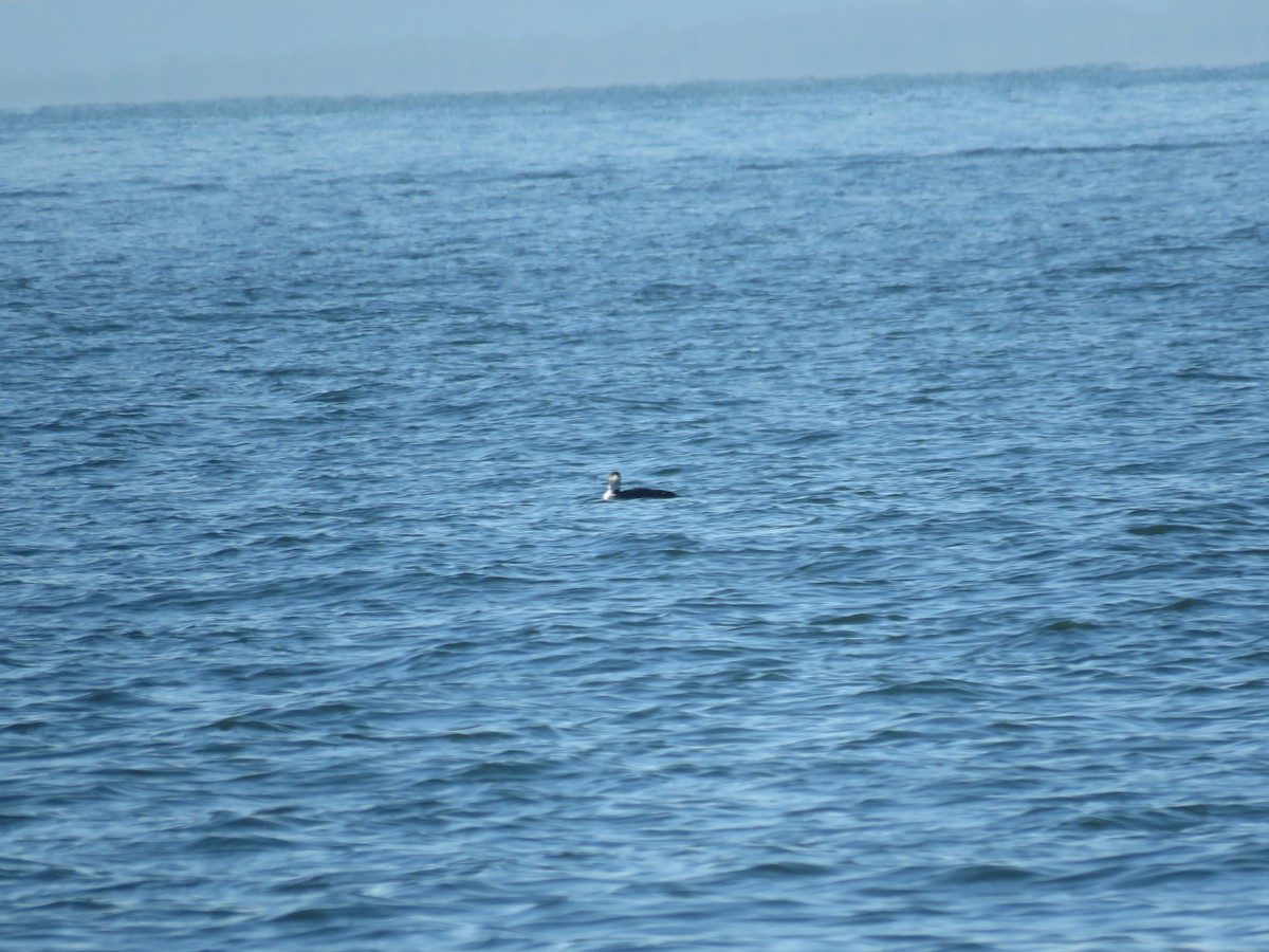 Common Loon - ML540915481