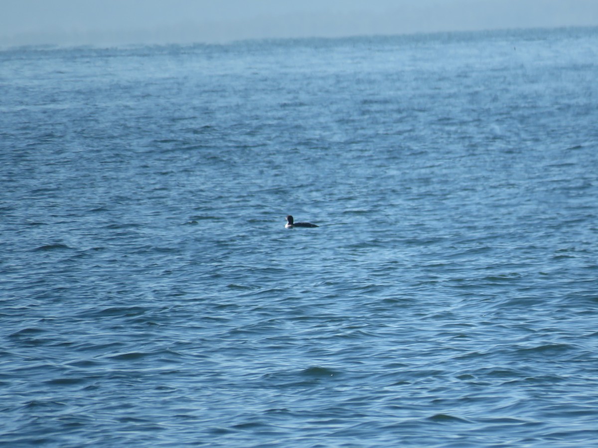 Common Loon - ML540915491