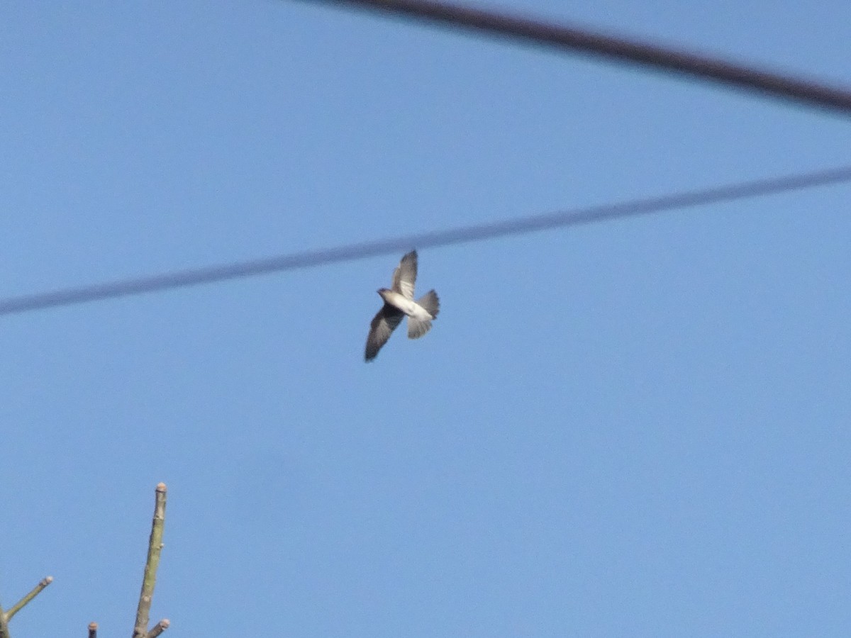 Northern Rough-winged Swallow - Adrian Gonzalez