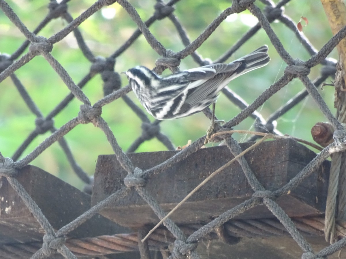 Black-and-white Warbler - Adrian Gonzalez