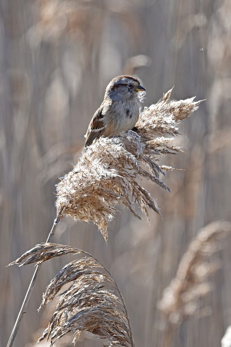 American Tree Sparrow - ML540917671