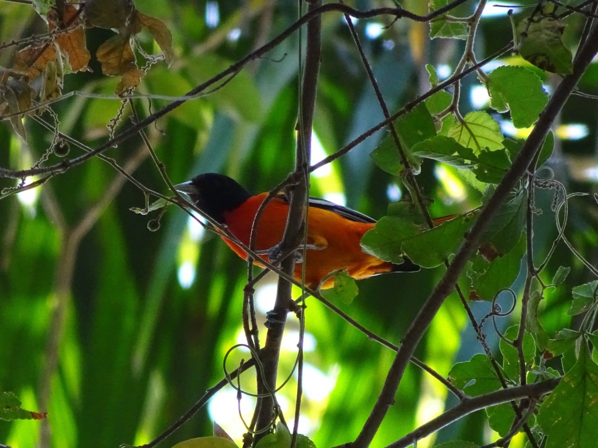 Oriole de Baltimore - ML540917701