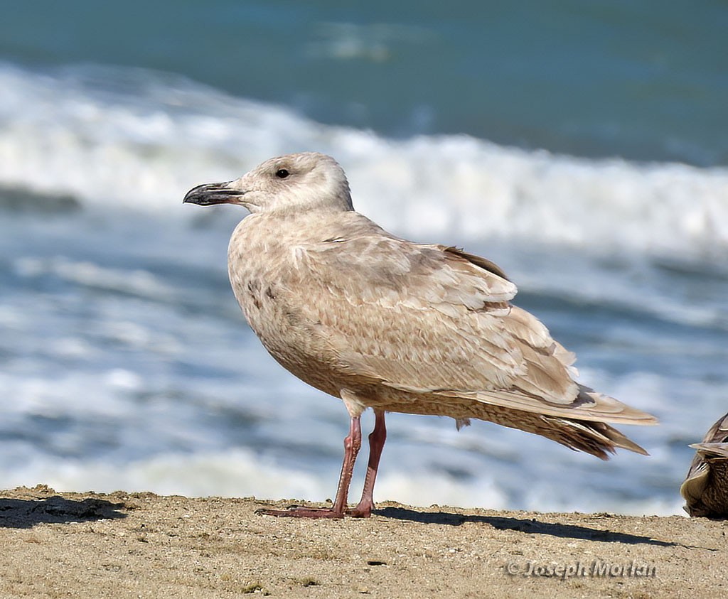 Glaucous-winged Gull - Joseph Morlan