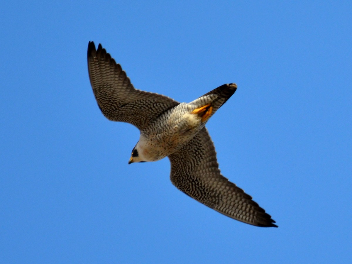 Peregrine Falcon - ML54091841