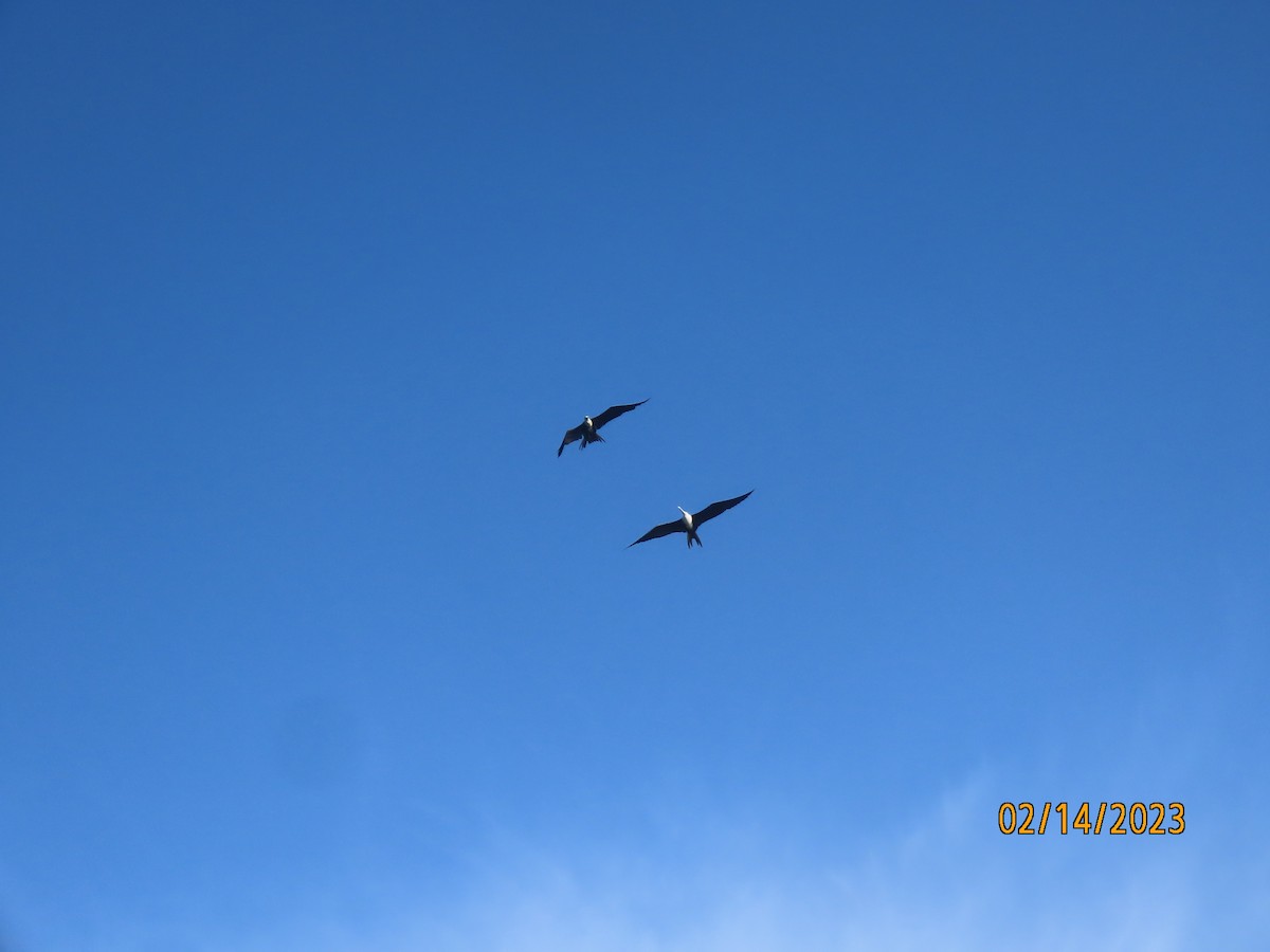 Magnificent Frigatebird - Bruce Ackerman