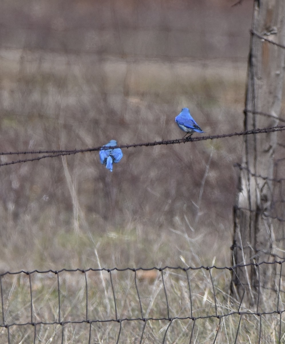 Mountain Bluebird - ML540919731