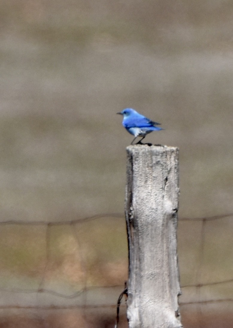 Mountain Bluebird - ML540919741