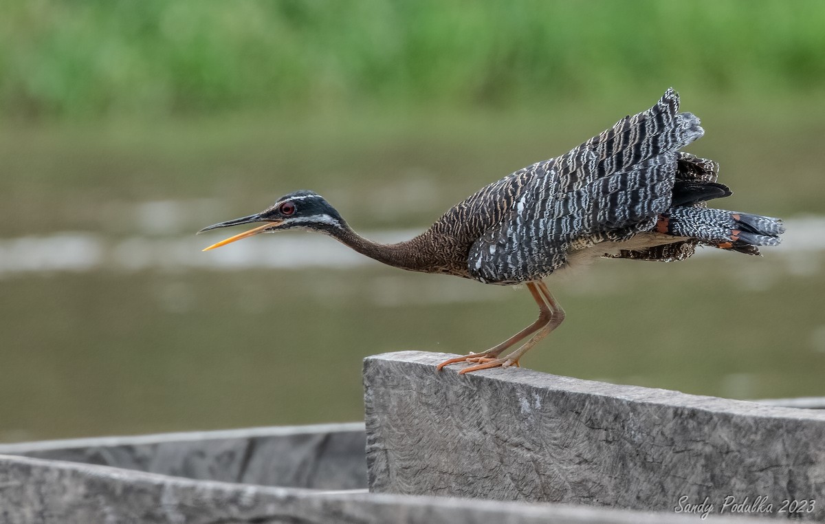 Sunbittern - ML540920271